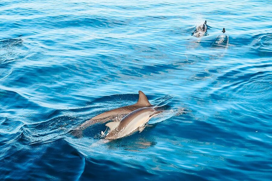 Oahu: Wild Dolphins Swim Turtle Snorkel Tour & Waterslide - Leaving Waikiki before sunrise