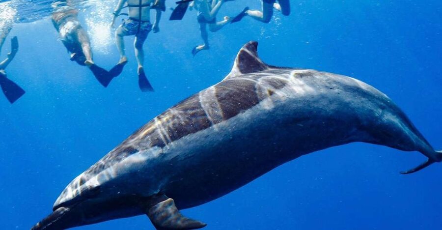 Oahu: Wild Dolphins Swim Turtle Snorkel Tour & Waterslide - The dolphin swim: exciting, fast, and not guaranteed