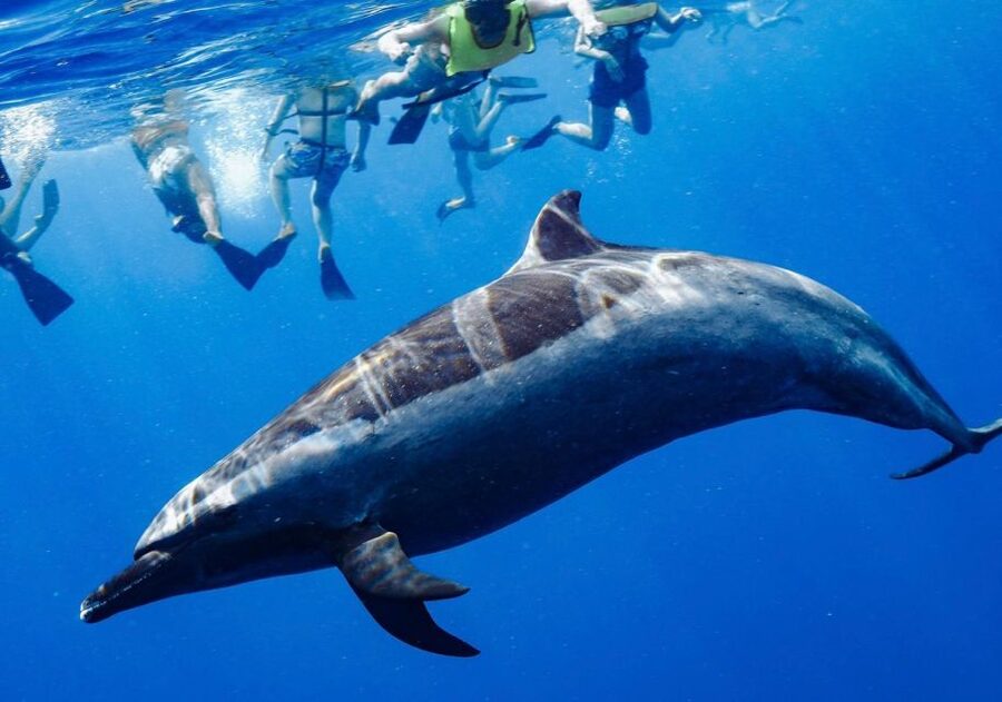 Oahu: Wild Dolphins Swim Turtle Snorkel Tour & Waterslide - Who will enjoy this tour most