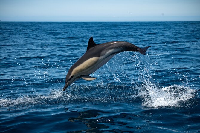 Observation of Dolphins and Whales with Marine Biologist in Arrábida - Key points to know before booking