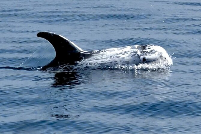 Observation of Dolphins and Whales with Marine Biologist in Arrábida - Caves, cliffs, coves, and wild beaches