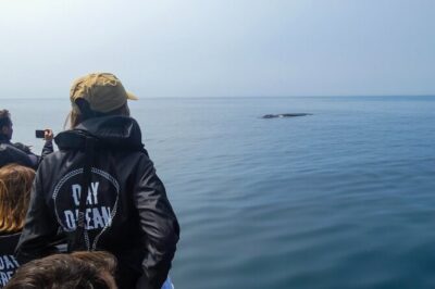 Observation of Dolphins and Whales with Marine Biologist in Arrábida