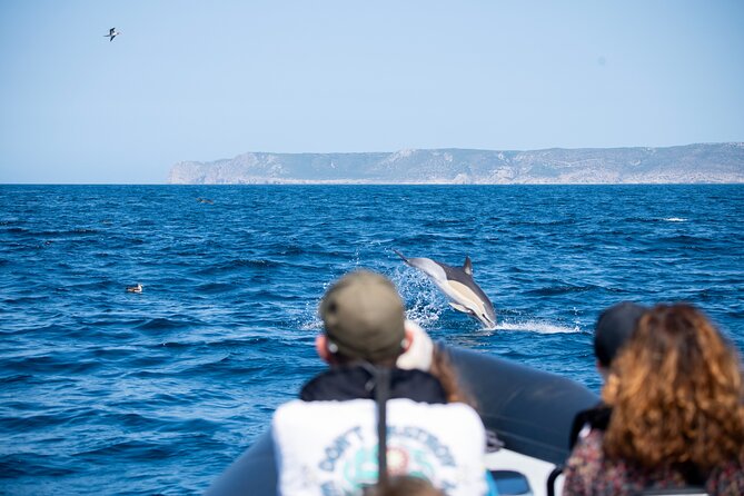 Observation of Dolphins and Whales with Marine Biologist in Arrábida - What the $66.54 price gets you
