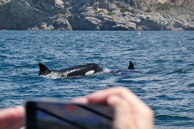 Observation of Dolphins and Whales with Marine Biologist in Arrábida - Who will enjoy this boat trip most?