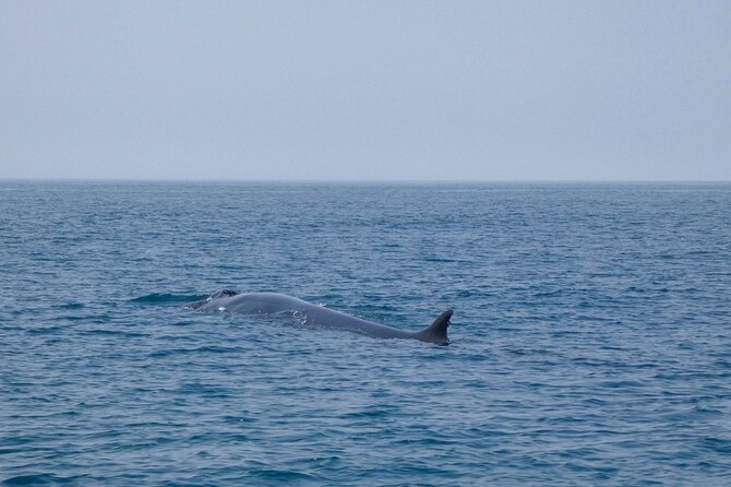 Observation of Dolphins and Whales with Marine Biologist in Arrábida - Weather, cancellations, and planning advice