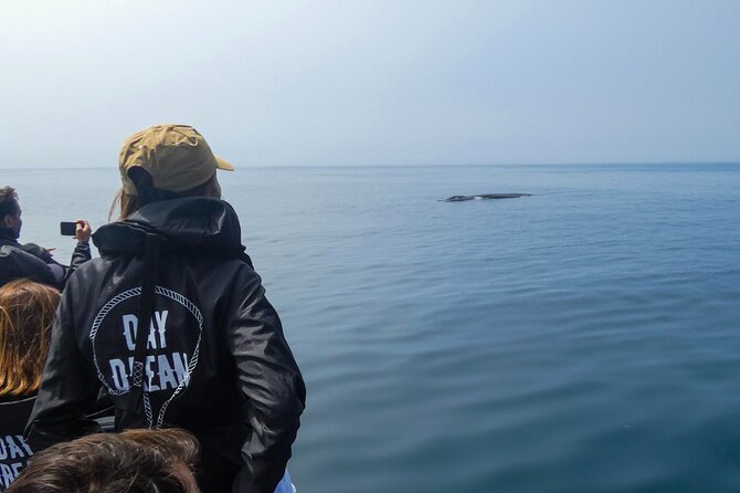 Observation of Dolphins and Whales with Marine Biologist in Arrábida - Searching for dolphins in Arrábida Natural Park