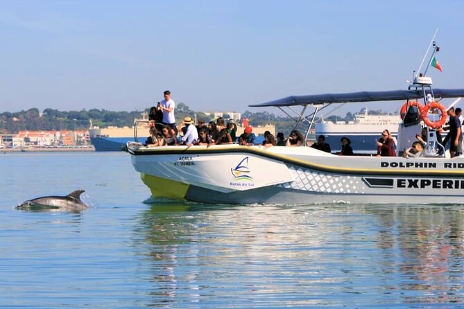 Observation of Dolphins in Setúbal - How the Dolphin Search Works