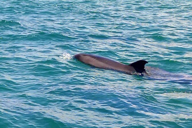 Observation of Dolphins in Setúbal - Respectful Wildlife Viewing on the Water