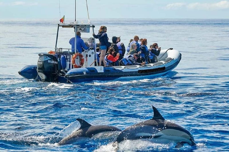 Observation of whales and dolphins in island Pico - Leaving Lajes do Pico for open water