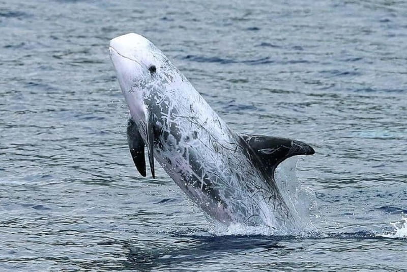 Observation of whales and dolphins in island Pico - What the fast boat ride feels like
