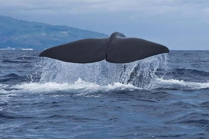 Observation of whales and dolphins in island Pico - How the guides shape the outing