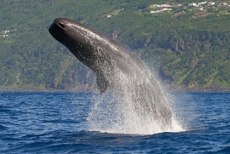 Observation of whales and dolphins in island Pico - Watching for whales and dolphins near Pico