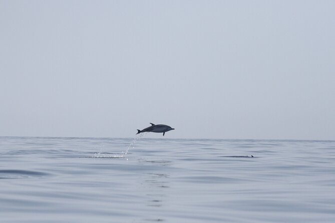 Observing Dolphins in Faro - Key points to know before booking