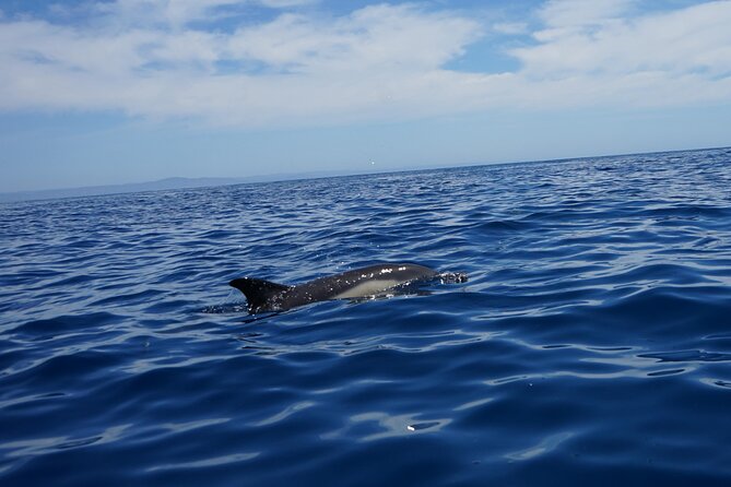 Observing Dolphins in Faro - The value of a $60.01 dolphin trip