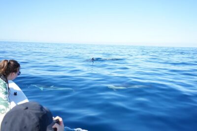 Observing Dolphins in Faro