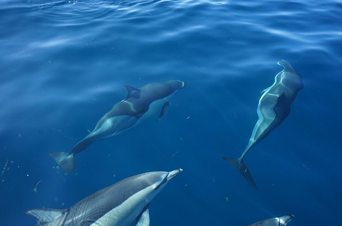 Observing Dolphins in Faro - Weather, comfort, and the wild-animal factor