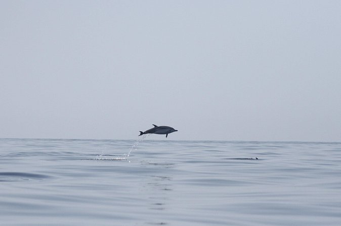 Observing Dolphins in Faro - Who will enjoy this Faro boat trip