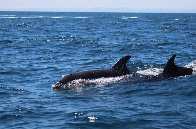 Observing Dolphins in Faro - Practical advice for making the most of it