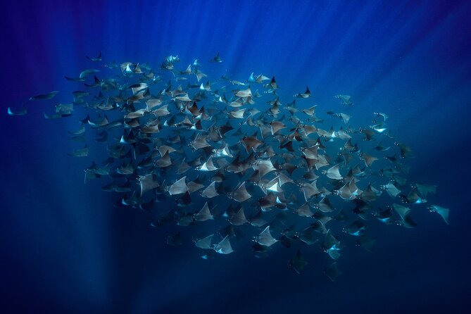 Ocean Safari: Sea Lions, Mobula Rays, Dolphins, Orcas & Whales - Key points at a glance