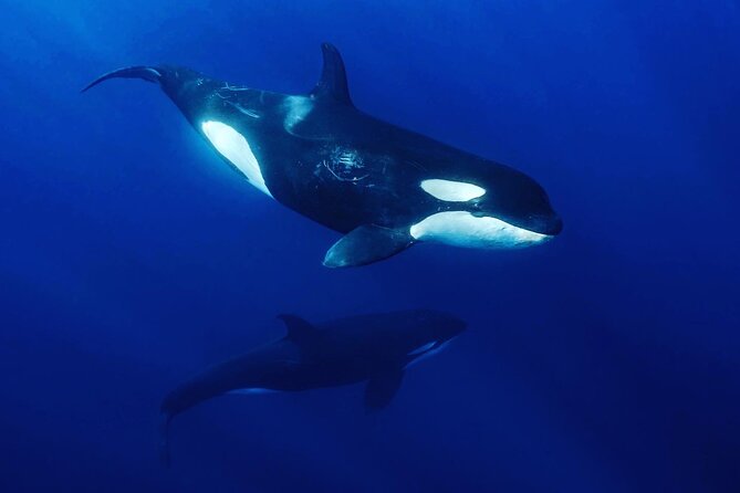 Ocean Safari: Sea Lions, Mobula Rays, Dolphins, Orcas & Whales - Leaving Playa Central at 8:00 a.m.