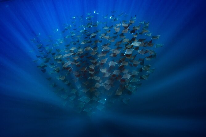 Ocean Safari: Sea Lions, Mobula Rays, Dolphins, Orcas & Whales - Swimming above a school of mobula rays