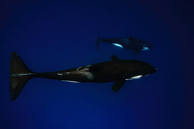 Ocean Safari: Sea Lions, Mobula Rays, Dolphins, Orcas & Whales - Dolphins, whales, and the chance of an orca