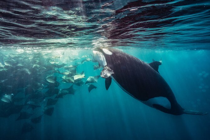 Ocean Safari: Sea Lions, Mobula Rays, Dolphins, Orcas & Whales - What the guides add to the day