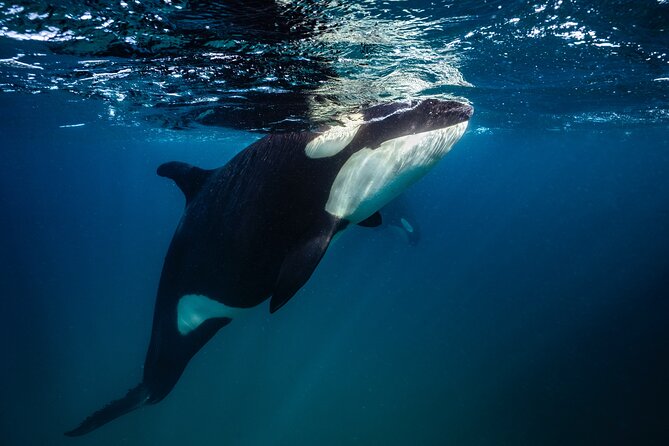 Ocean Safari: Sea Lions, Mobula Rays, Dolphins, Orcas & Whales - What is included, and what the price means