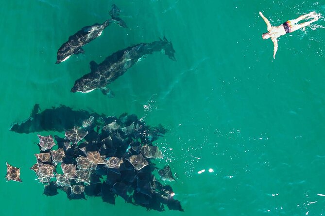 Ocean Safari: Sea Lions, Mobula Rays, Dolphins, Orcas & Whales - Swimming requirements and comfort on the panga