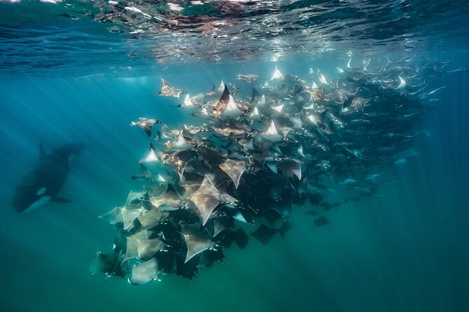 Ocean Safari: Sea Lions, Mobula Rays, Dolphins, Orcas & Whales - Searching the open water for signs of life