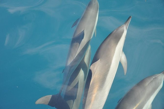 Ocean Swim with Dolphins - An early start from Black River