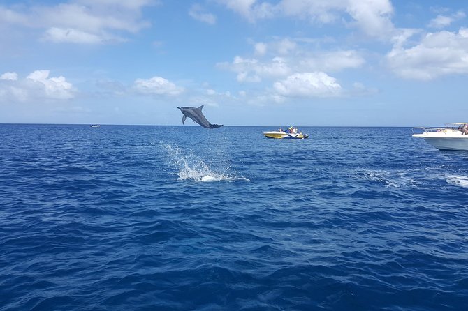 Ocean Swim with Dolphins - How the group size affects the day