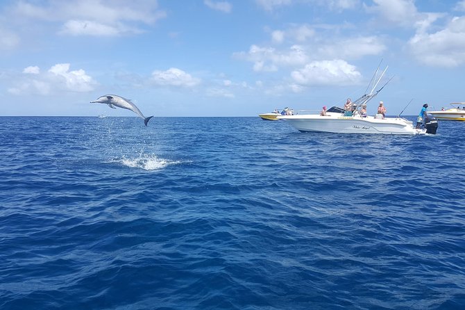 Ocean Swim with Dolphins - What to bring and confirm