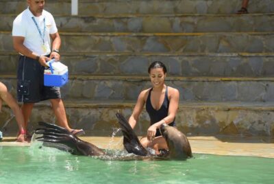 Ocean World Dolphin Swim & Sea Lion Combo from Puerto Plata