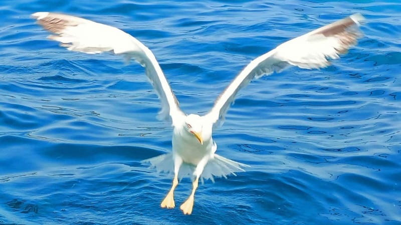 Olbia: Boat tour to watch Dolphins and snorkeling - Dolphins first, then a swim in Sardinian water