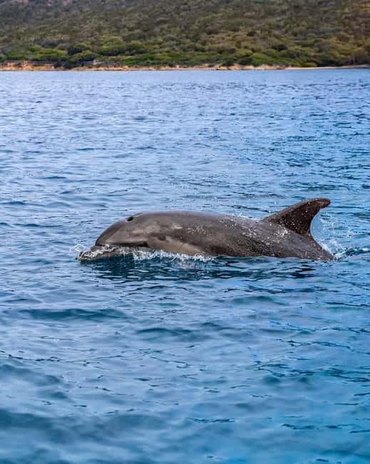 Olbia: Boat tour to watch Dolphins and snorkeling - FAQ