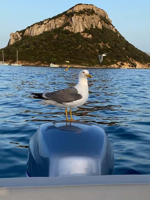 Olbia: Boat tour to watch Dolphins and snorkeling - Who should book this Olbia boat tour?