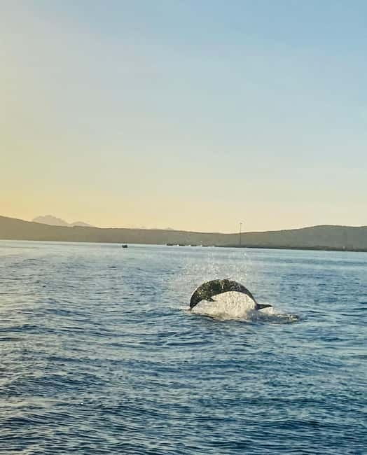 Olbia: Boat tour to watch Dolphins and snorkeling - Should you book it?