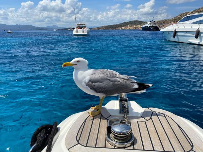 Olbia: Boat tour to watch Dolphins and snorkeling - Searching for bottlenose dolphins near Olbia