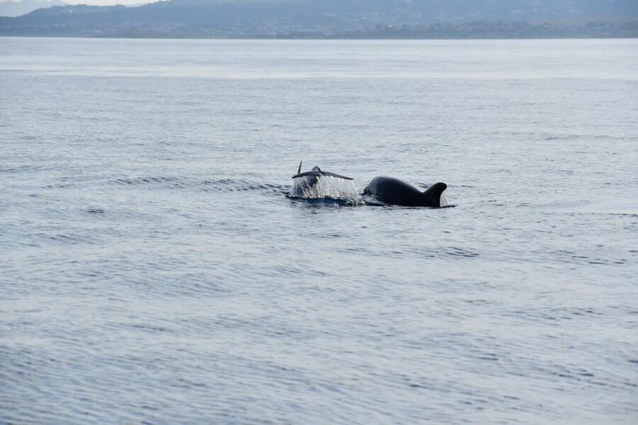 Olbia: Dolphin Watching and Snorkeling Boat Tour - From Olbia Harbor to Figarolo Island