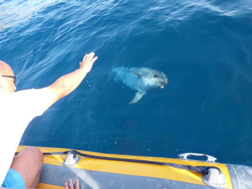 Olbia: Dolphin Watching and Snorkeling Boat Tour - Swimming and Snorkeling at Cala Moresca