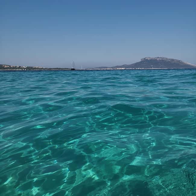 Olbia: Dolphin watching and snorkeling tour on Figarolo Island - Should you book the Figarolo dolphin tour?