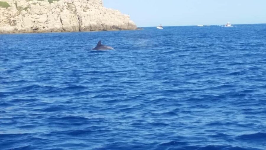 Olbia: Dolphin watching and snorkeling tour on Figarolo Island - How the dolphin search really works