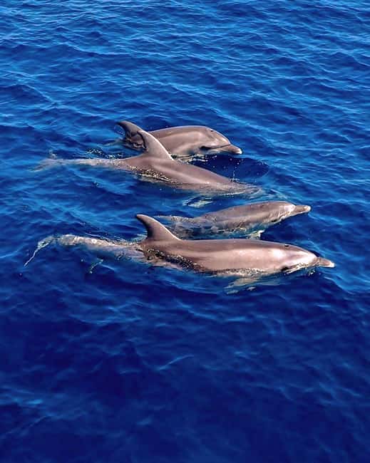 Olbia: Dolphin Watching & Snorkeling Boat Tour near Figarolo - Key points to know before you book