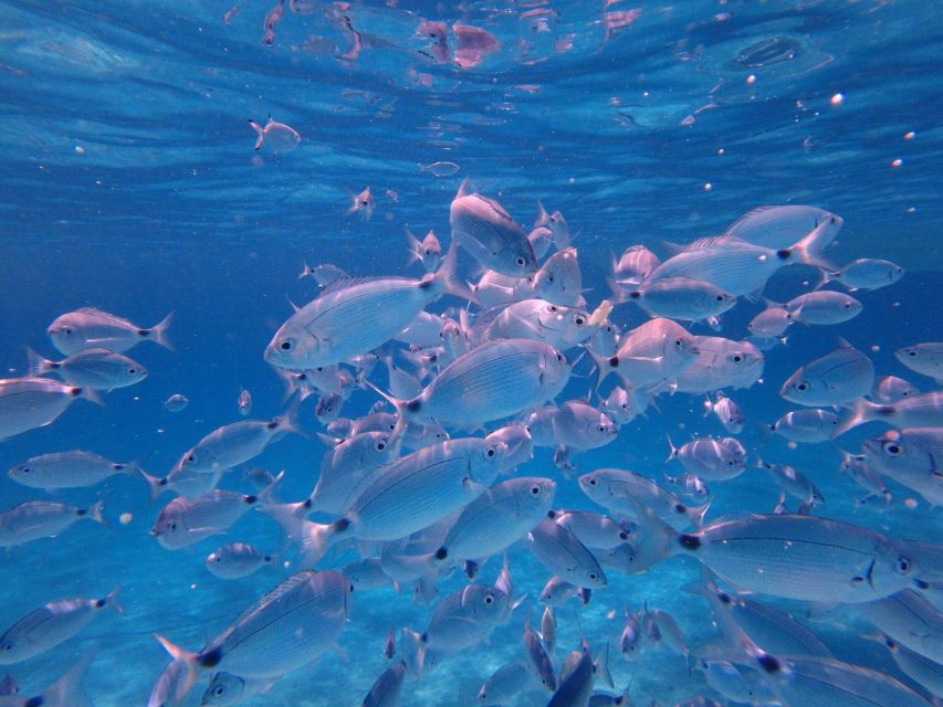 Olbia: Dolphin Watching & Snorkeling Boat Tour near Figarolo - Who should book this tour?