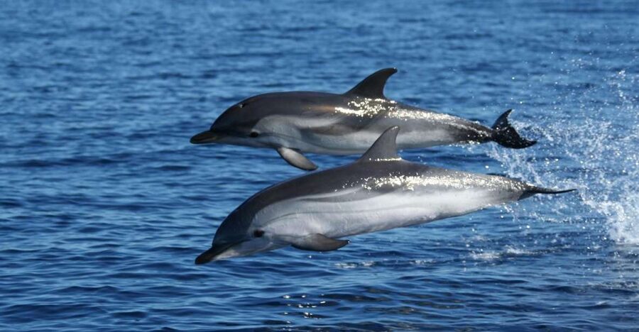 Olbia: Dolphin Watching & Snorkeling Boat Tour near Figarolo - Why this Olbia boat trip is worth considering