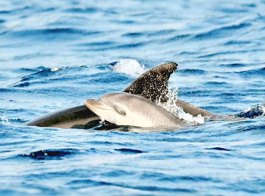 Olbia: Dolphin Watching & Snorkeling Boat Tour near Figarolo - Isola di Figarolo: the first swim and snorkel stop