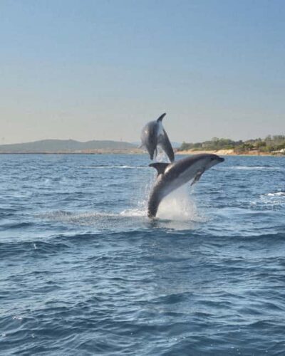 Olbia: Dolphin Watching & Snorkeling Boat Tour near Figarolo