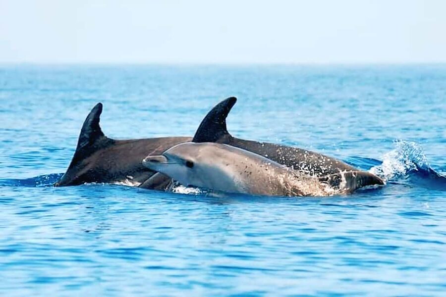 Olbia: Dolphin Watching & Snorkeling Boat Tour near Figarolo - Capo Figari: cliffs, birds, and the search for dolphins