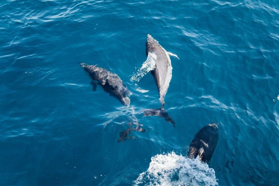 Olbia: Dolphin Watching & Snorkeling Boat Tour near Figarolo - Cala Moresca: swimming, snacks, and a slower hour